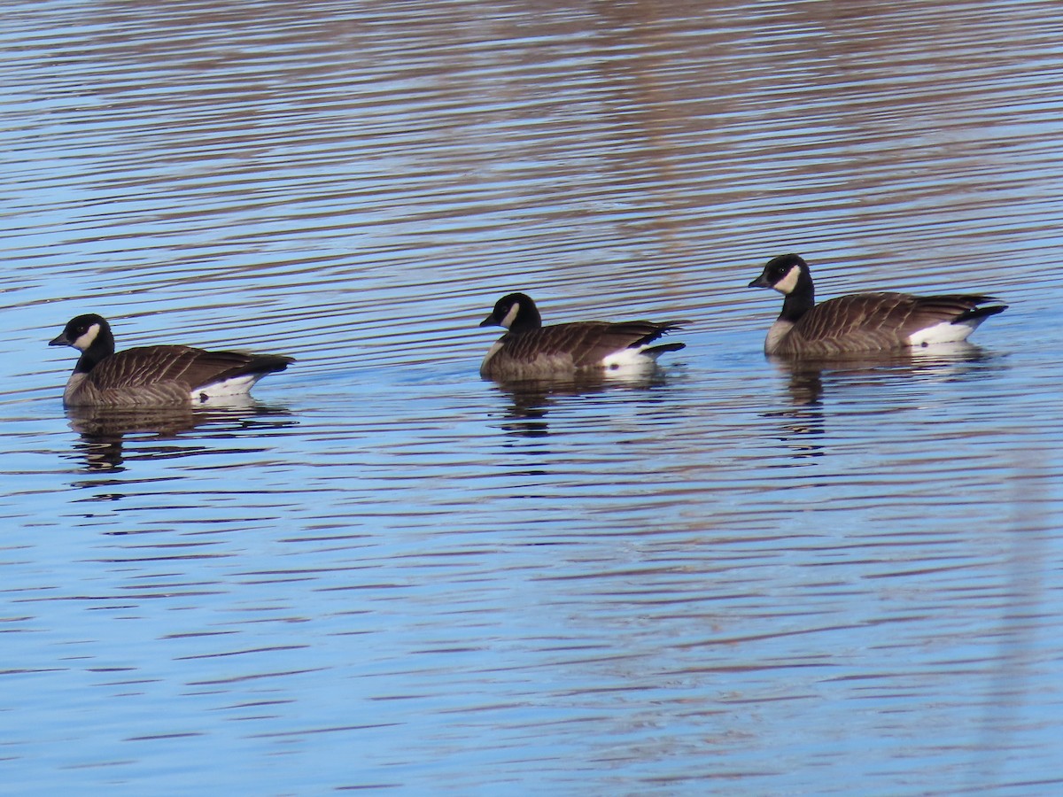 Cackling Goose (Richardson's) - ML646985643