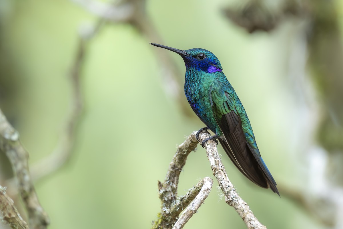 Sparkling Violetear - ML646985644