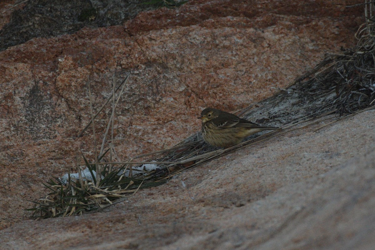 פפיון אמריקני - ML646985645
