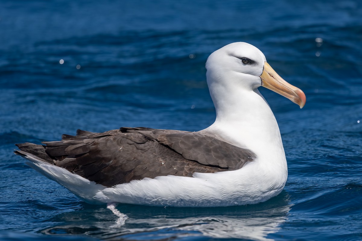 svartbrynalbatross (melanophris) - ML646985647