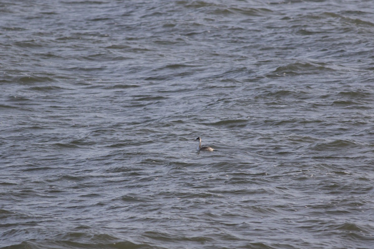טבלן מצויץ - ML646985648