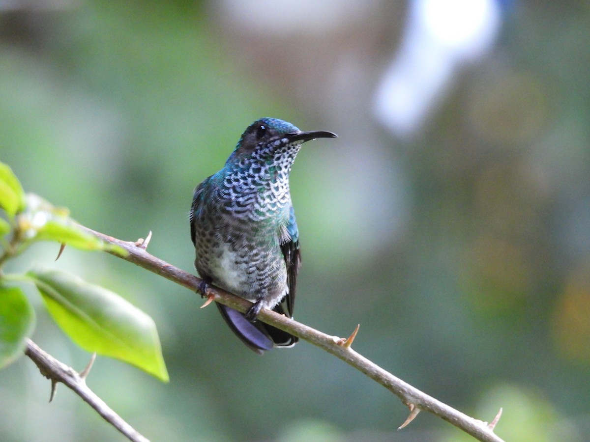 White-necked Jacobin - ML646985651