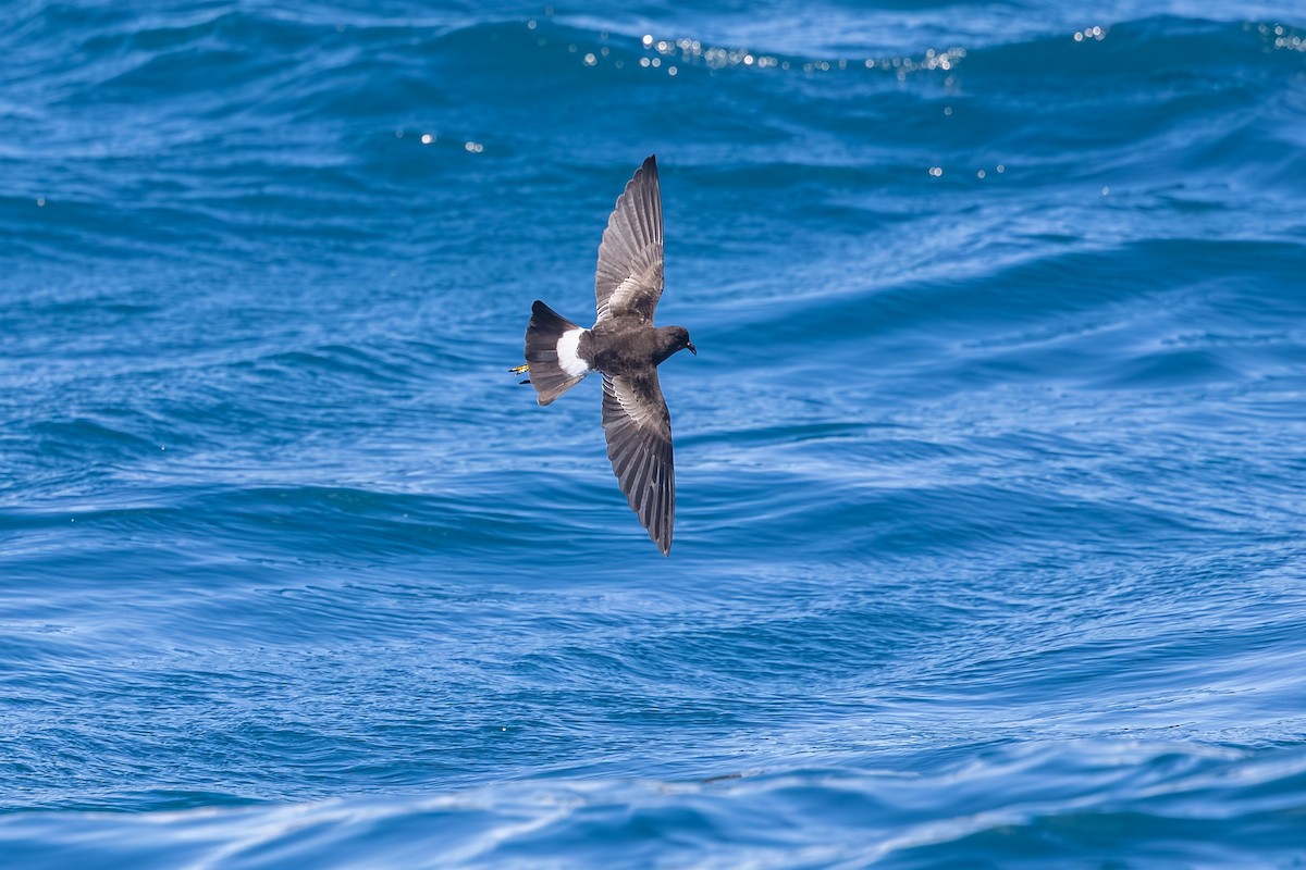 oseanstormsvale - ML646985652