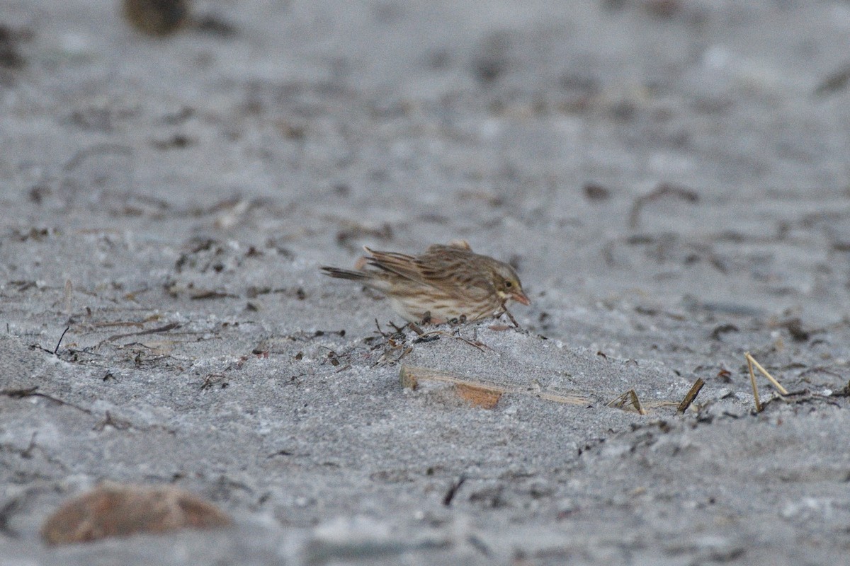 Savannah Sparrow (Ipswich) - ML646985653