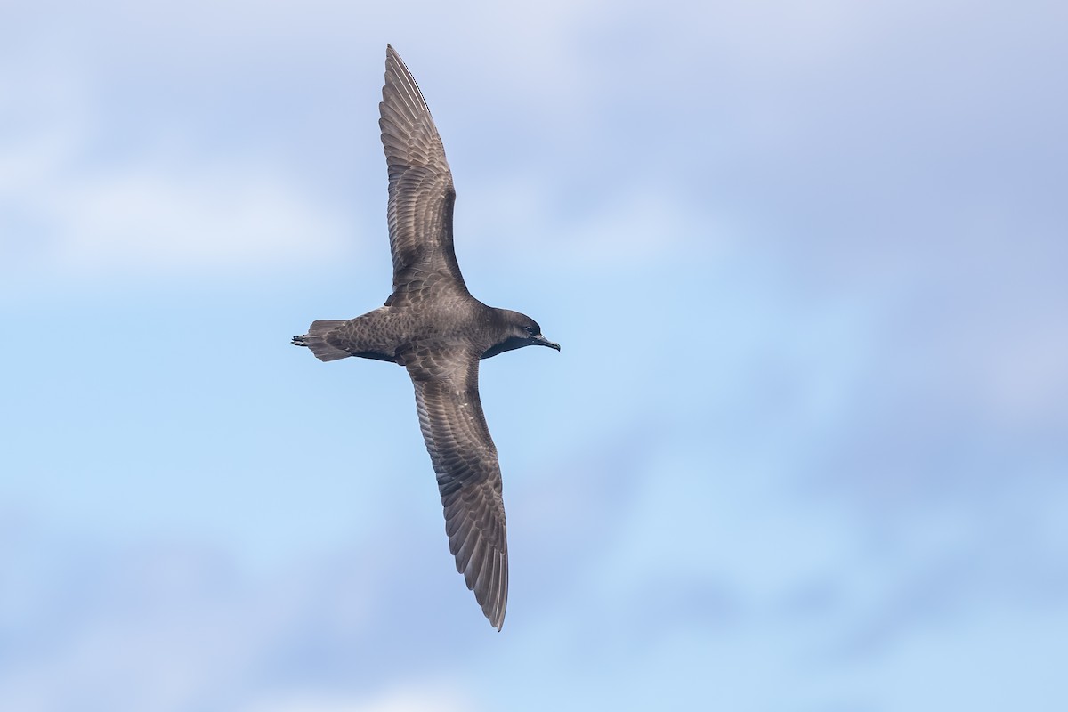 smalnebblire - ML646985655