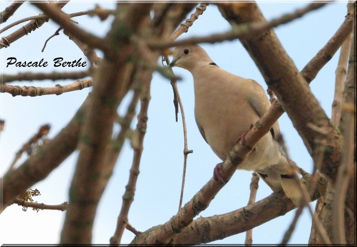 תור צווארון - ML646985665