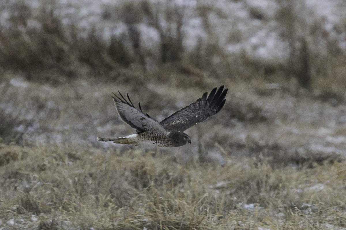 Northern Harrier - ML646985666