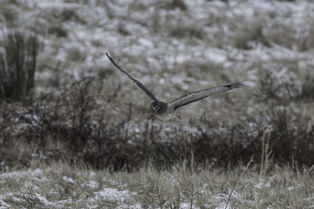 Northern Harrier - ML646985667