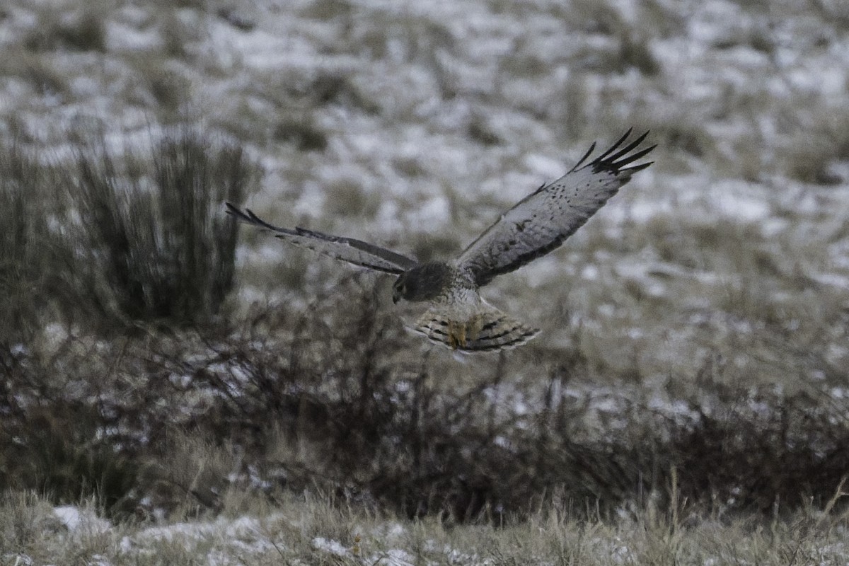Northern Harrier - ML646985668