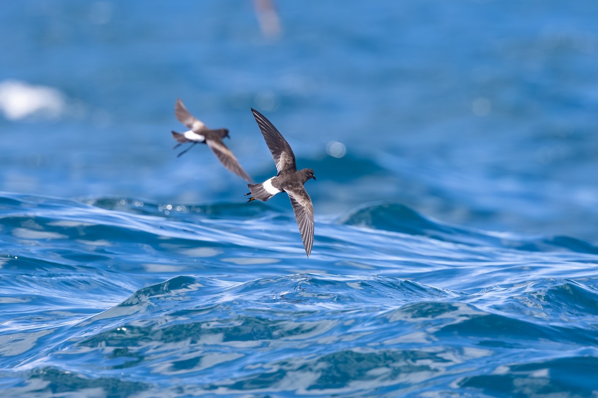 oseanstormsvale - ML646985672