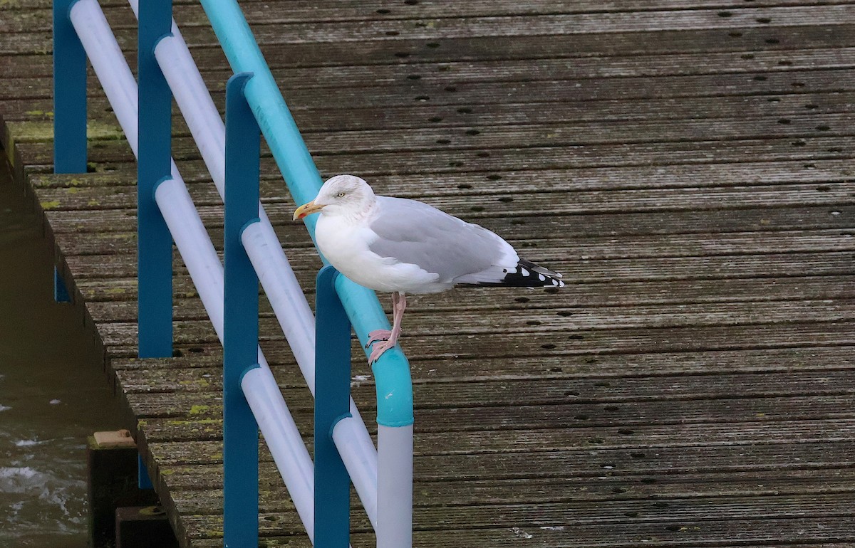 Серебристая чайка - ML646985674