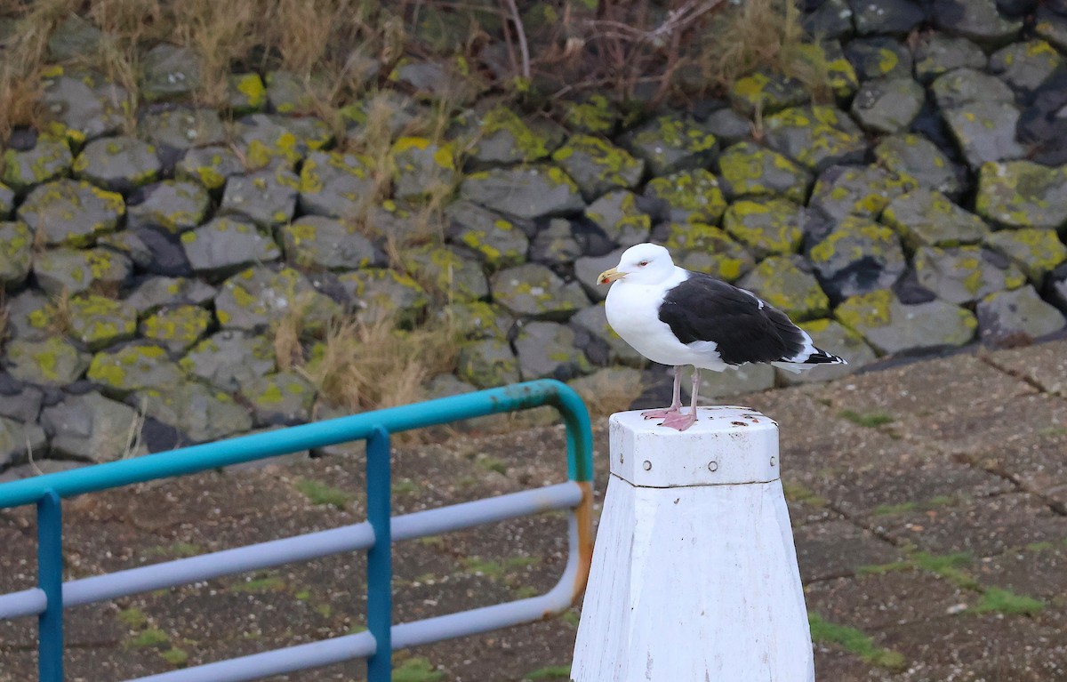 Морская чайка - ML646985688