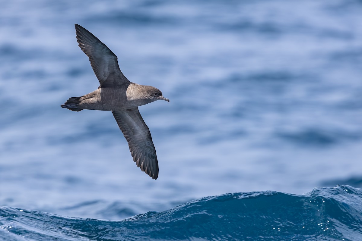 smalnebblire - ML646985689