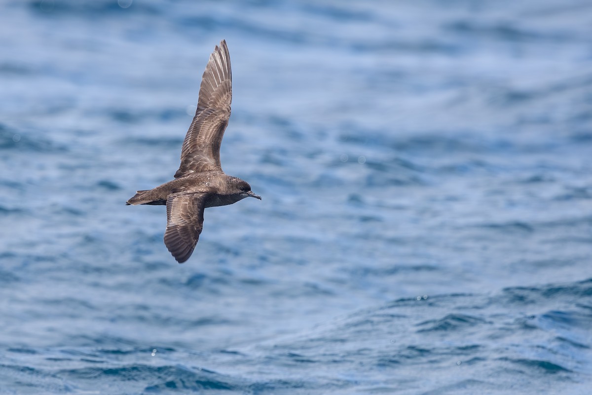 smalnebblire - ML646985690