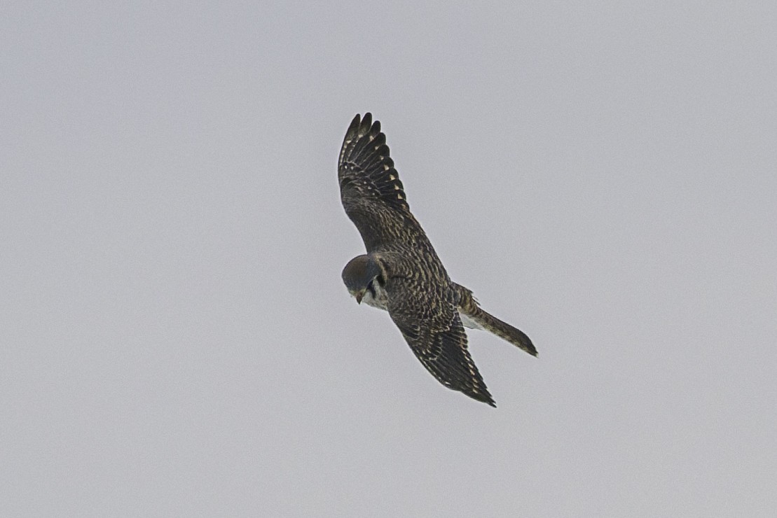 American Kestrel - ML646985694
