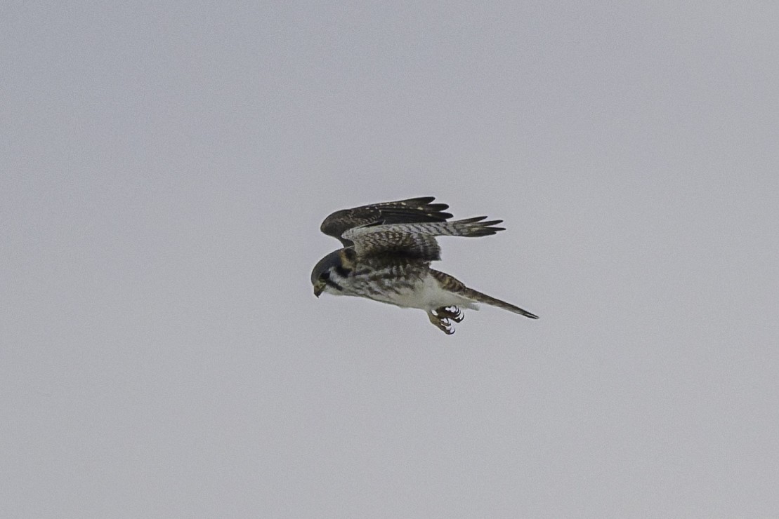 American Kestrel - ML646985695