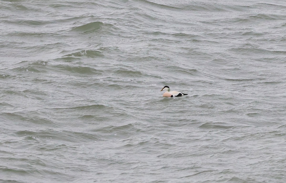 Гага - ML646985698