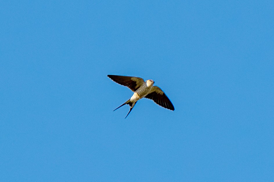 Greater Striped Swallow - ML646985700