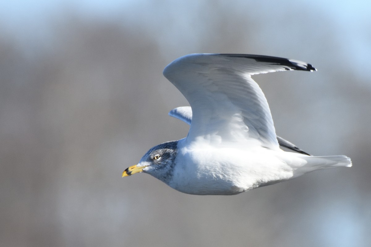 Delawareko kaioa - ML646985705