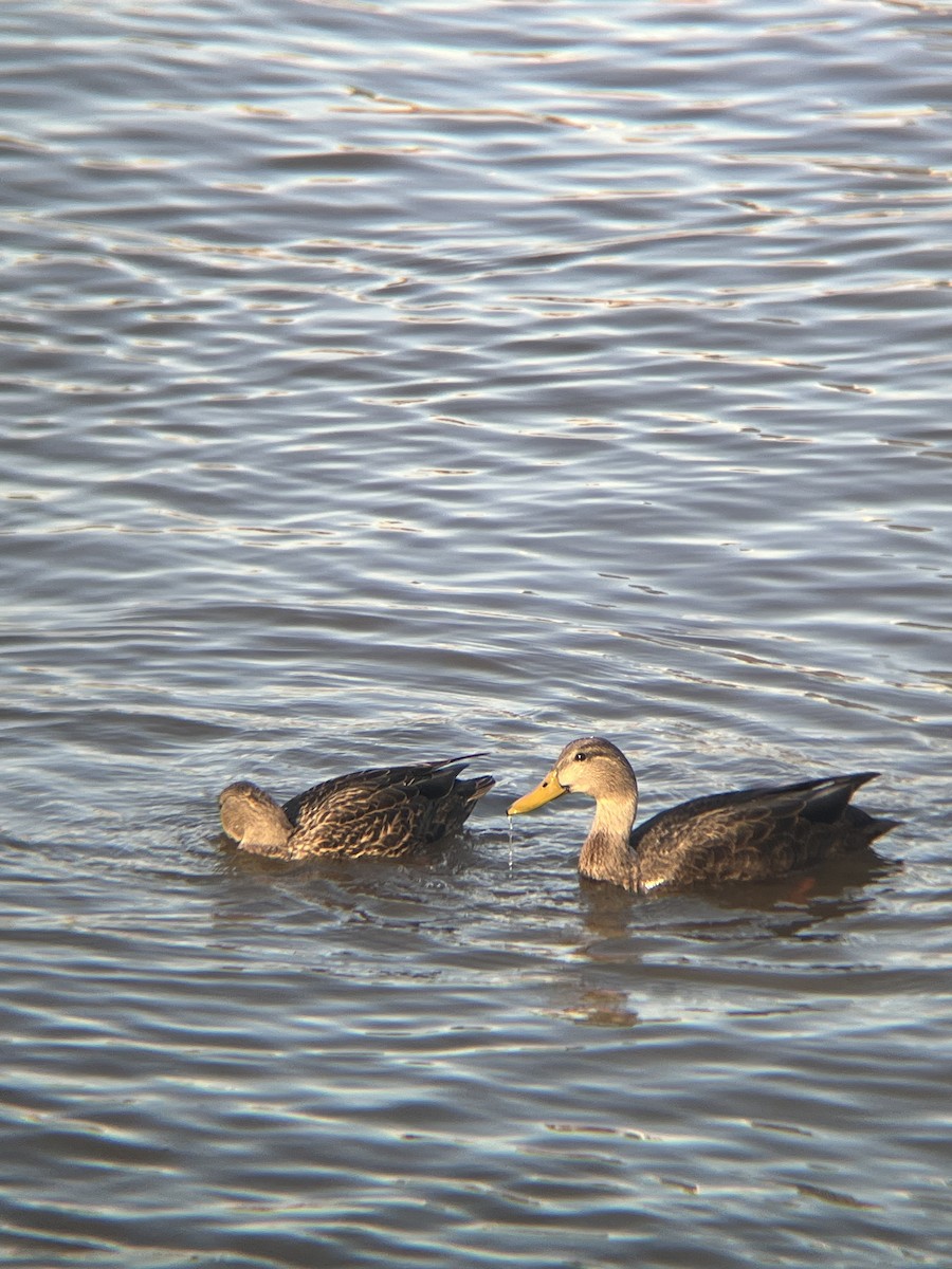 American Black Duck - ML646985707