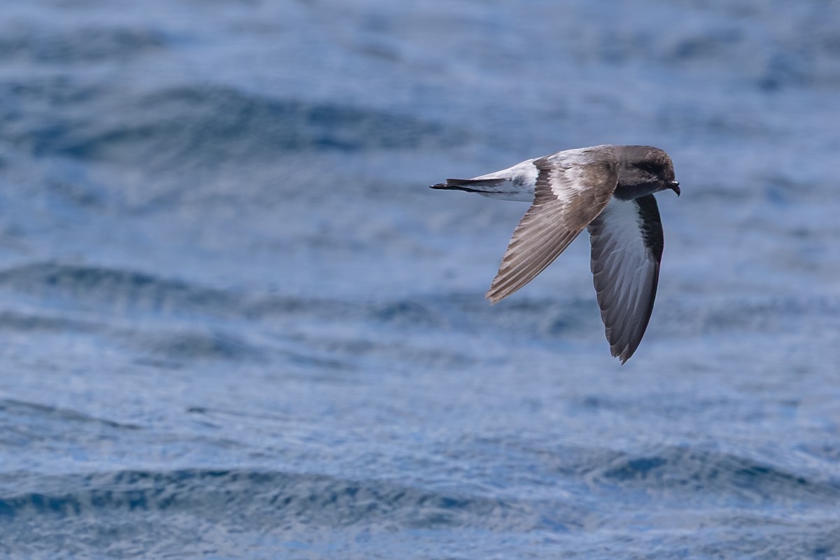 gråryggstormsvale - ML646985708