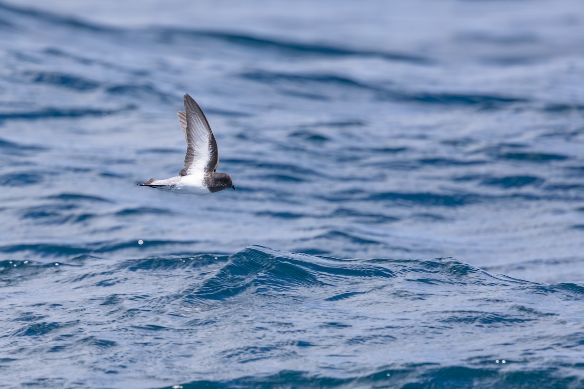 gråryggstormsvale - ML646985709