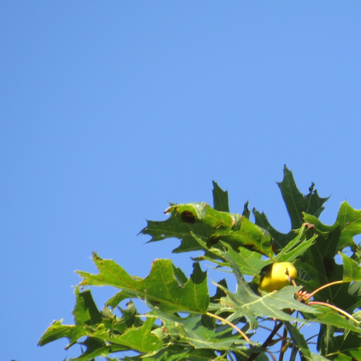 Blue-winged Warbler - ML64698571