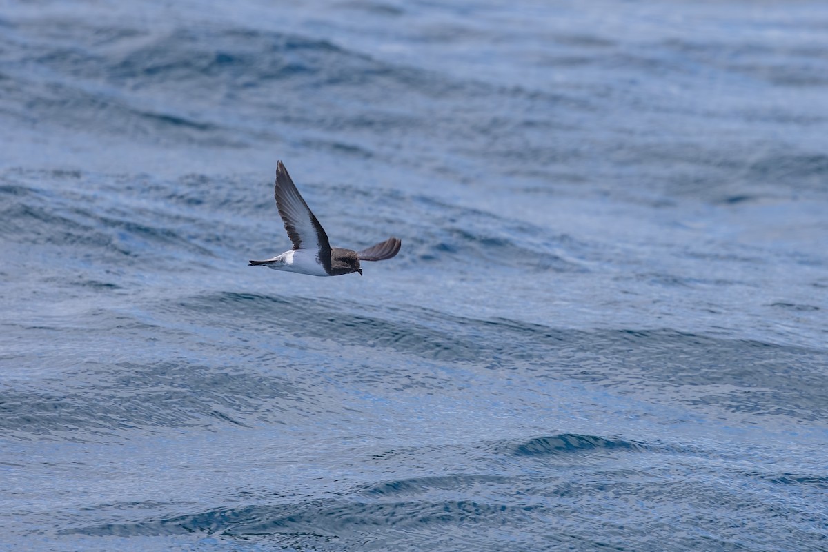 gråryggstormsvale - ML646985710