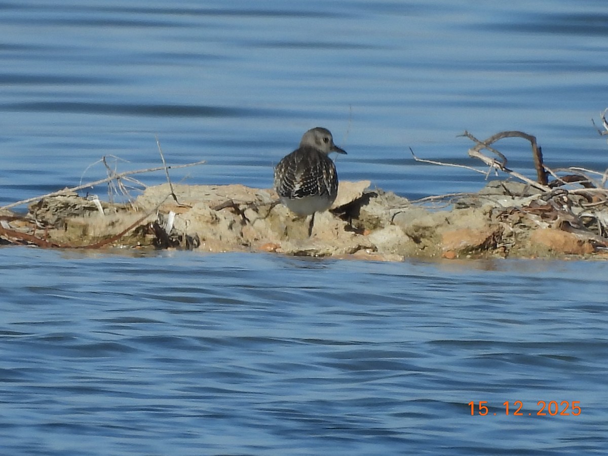 Gümüş Yağmurcun - ML646985713