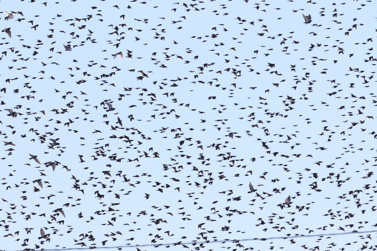 purpurhodetrupial - ML646985714