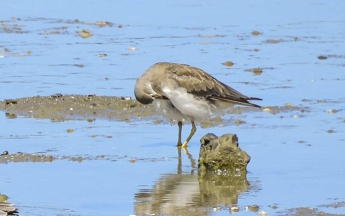 Gri Sırtlı Düdükçün - ML646985719