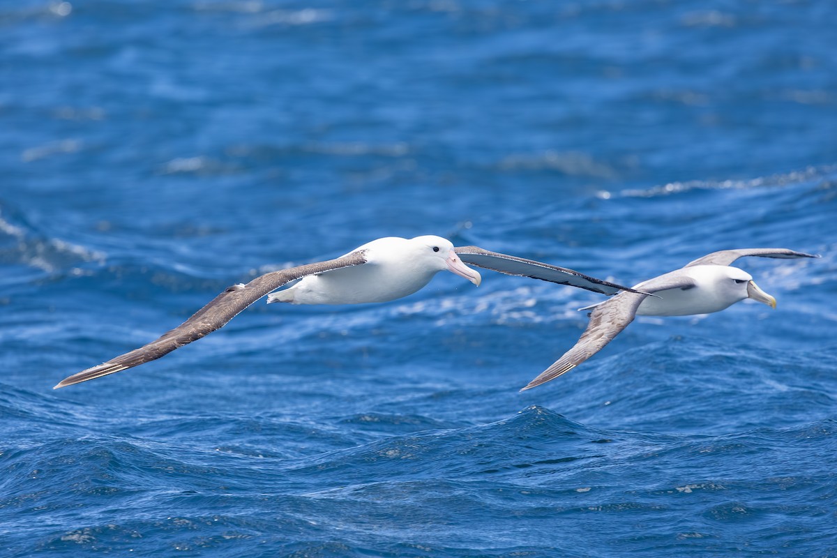 svartvingealbatross - ML646985721