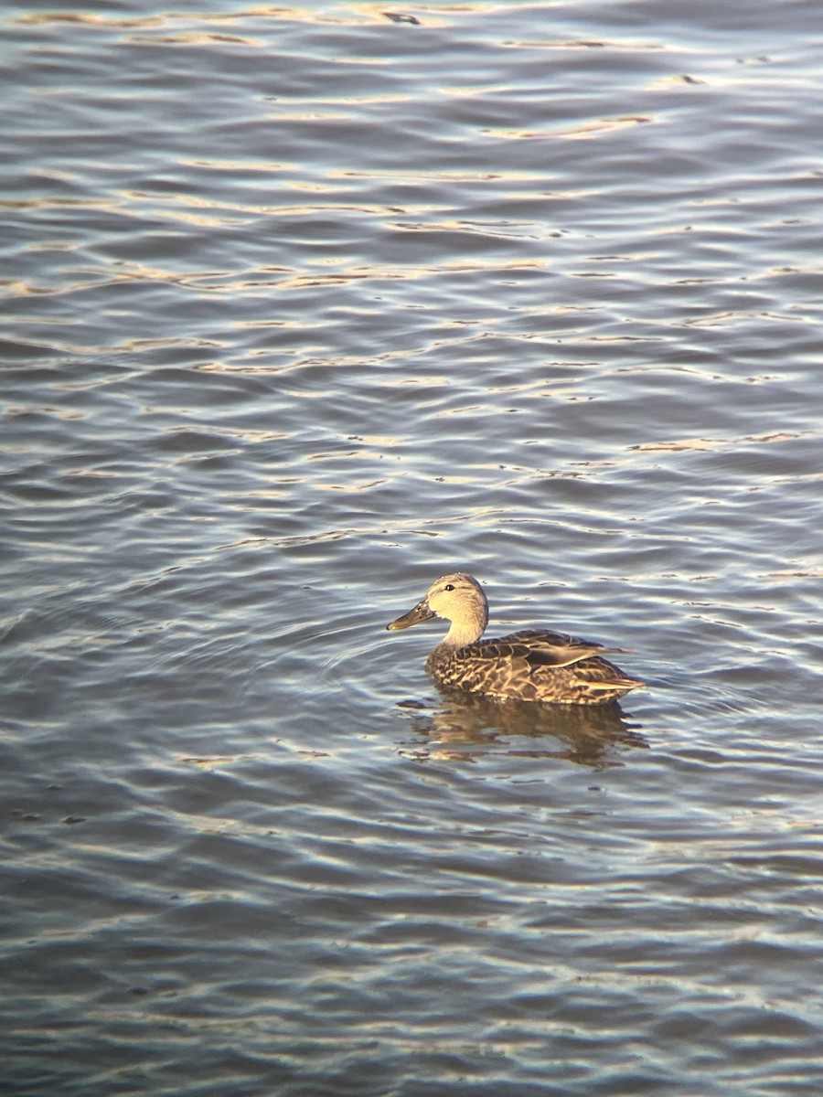 American Black Duck - ML646985722
