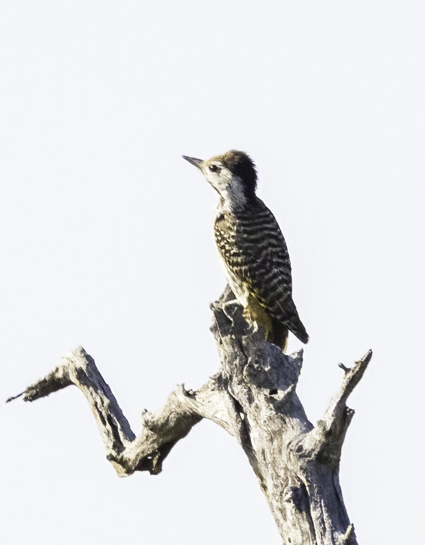 Cardinal Woodpecker - ML646985725