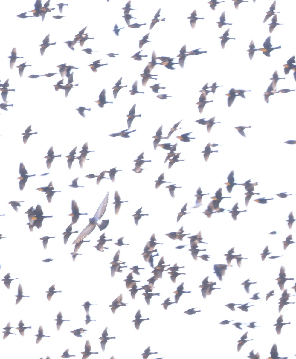 gulhodetrupial - ML646985726