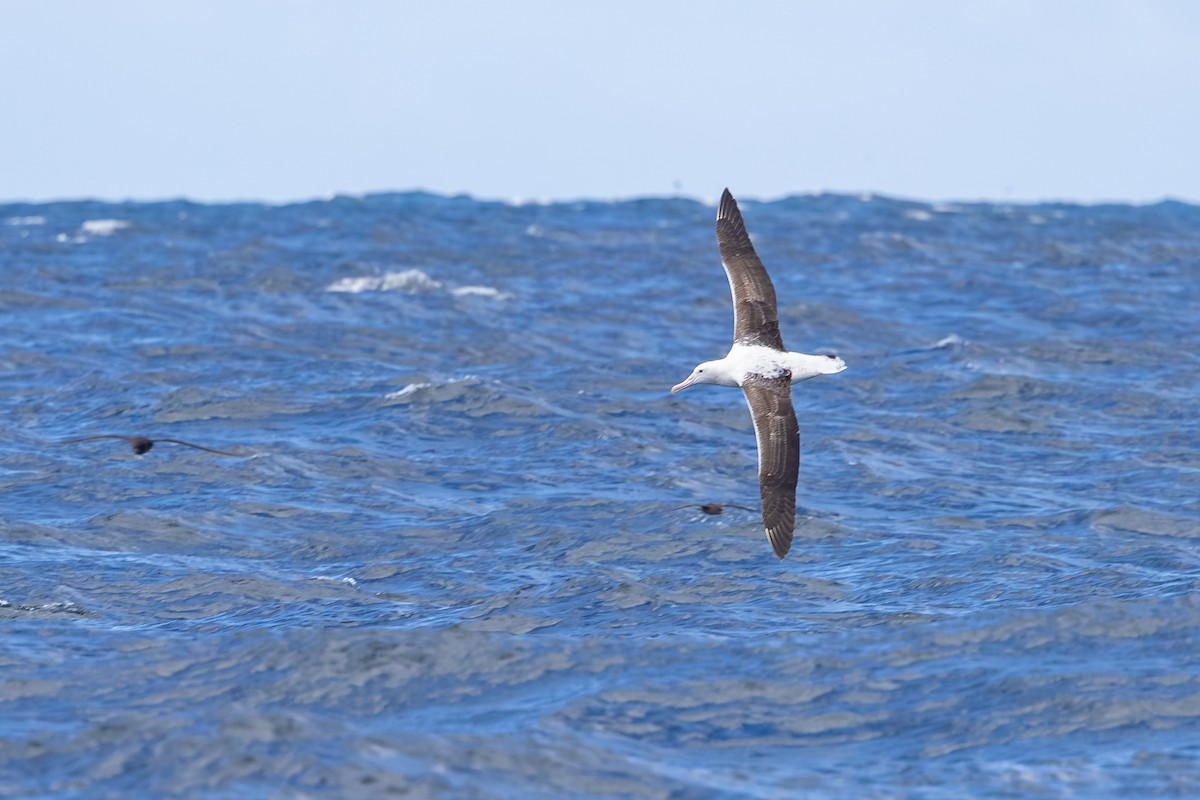 kongealbatross - ML646985727