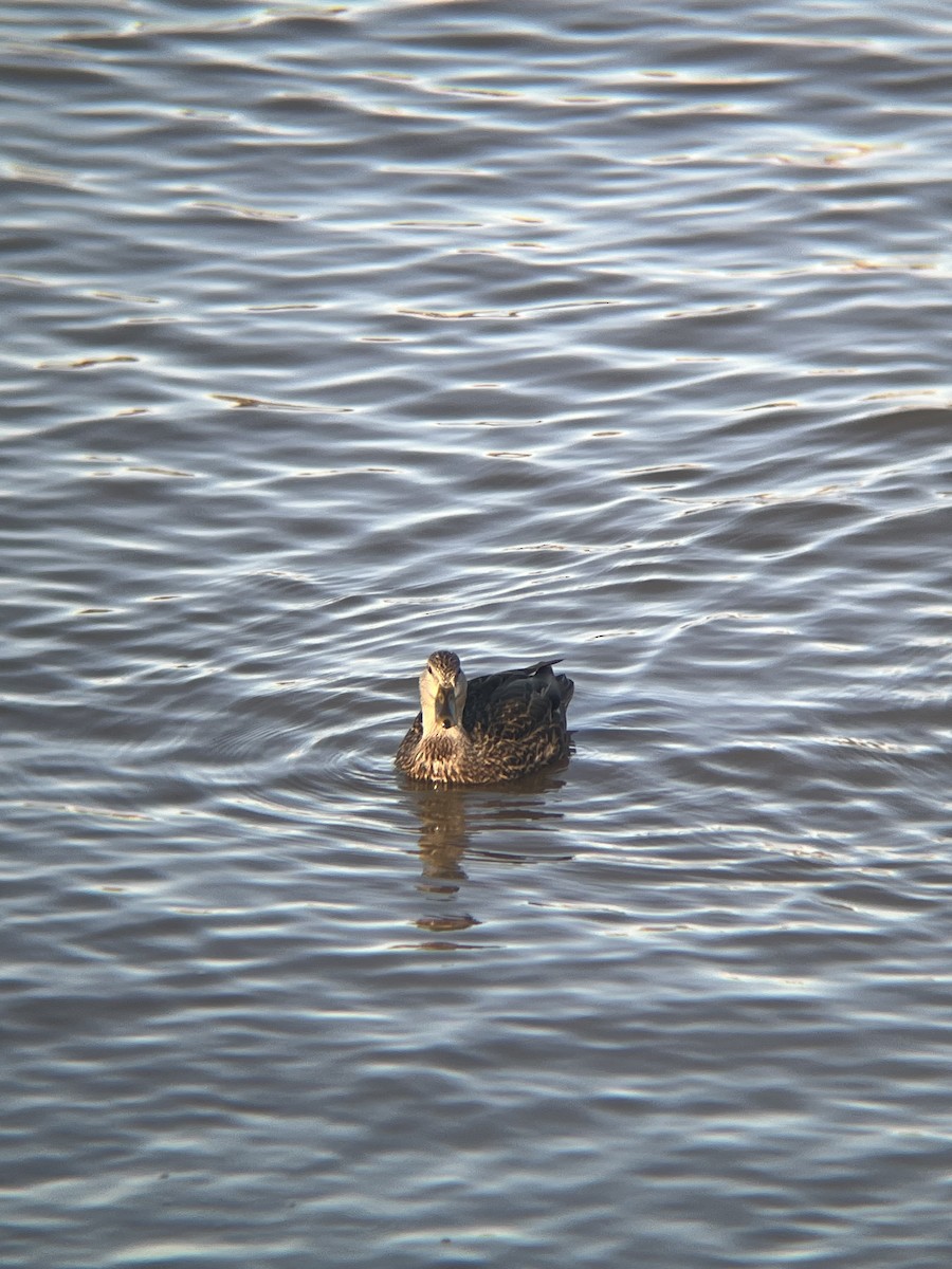 American Black Duck - ML646985729