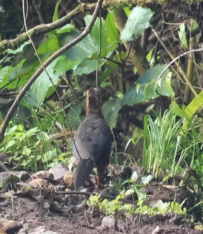 Серпокрылый гуан - ML646985732