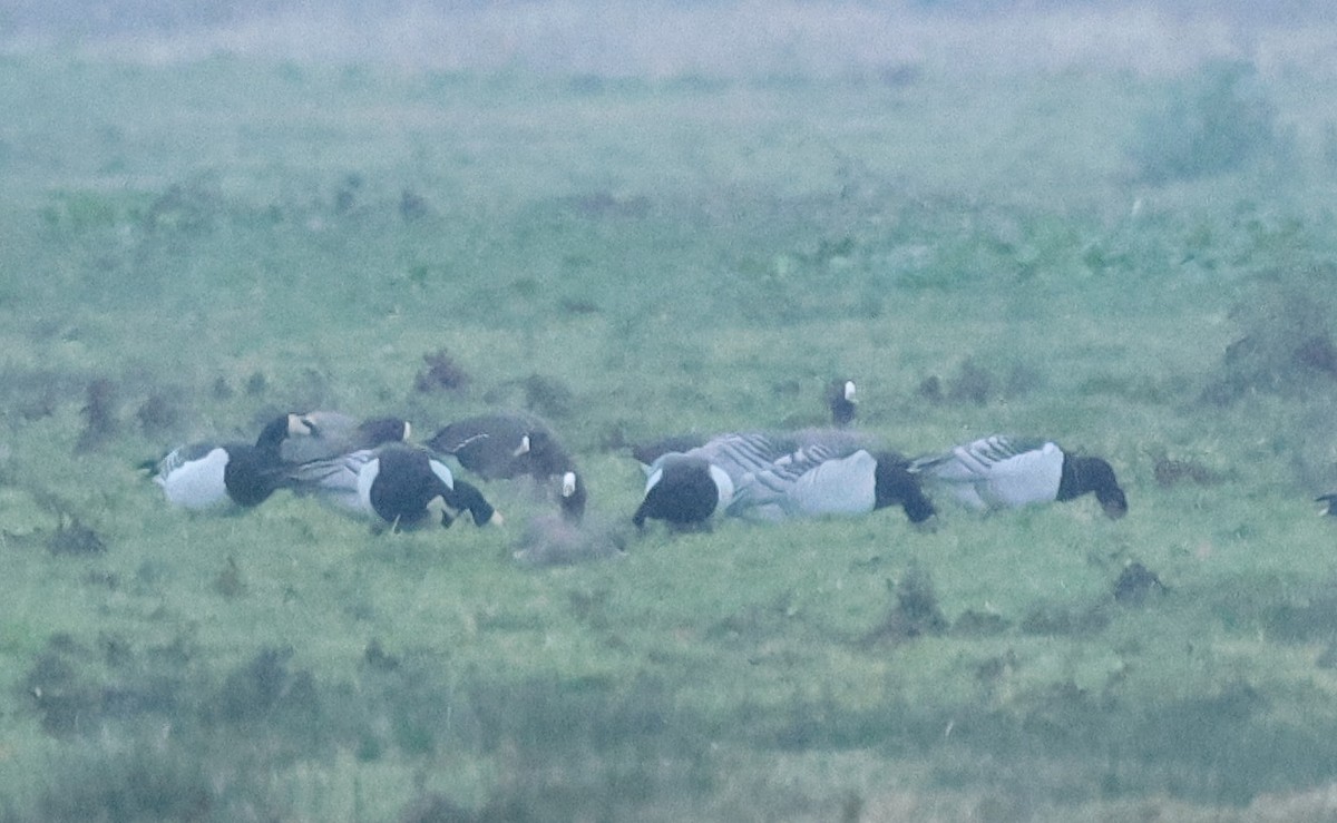 dverggås - ML646985734