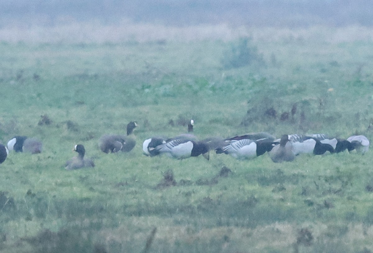 dverggås - ML646985735