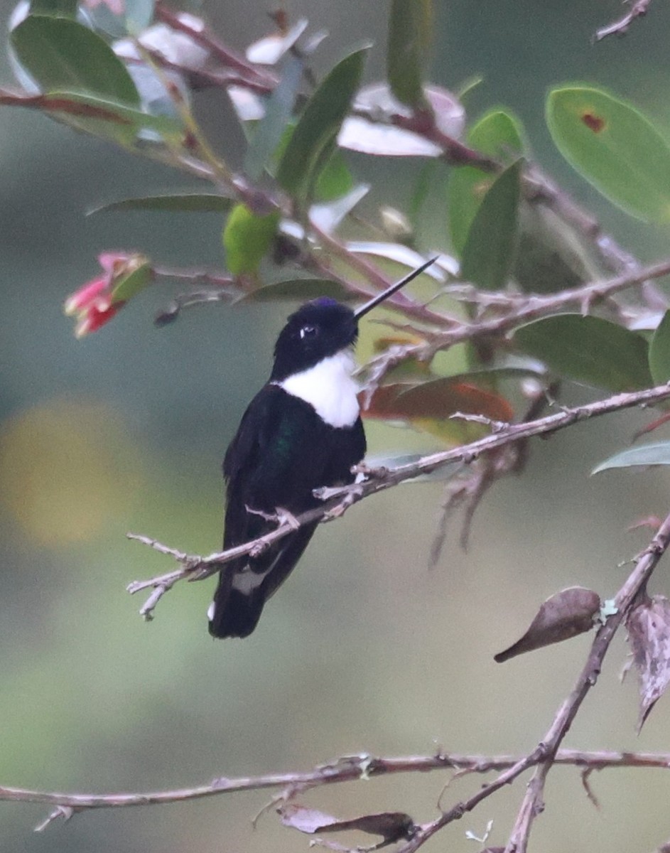 Ошейниковый инка - ML646985742