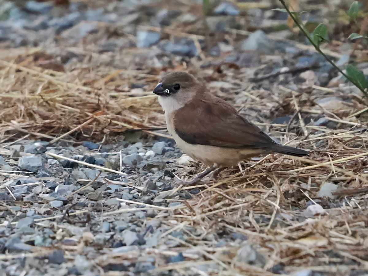 Capucin nonnette - ML646985746