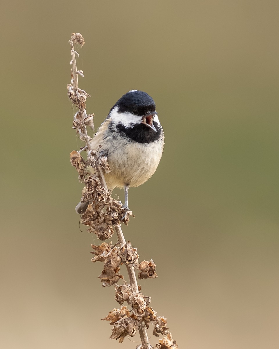 Mésange noire - ML646985747