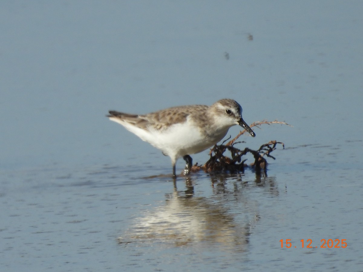 Küçük Kumkuşu - ML646985749