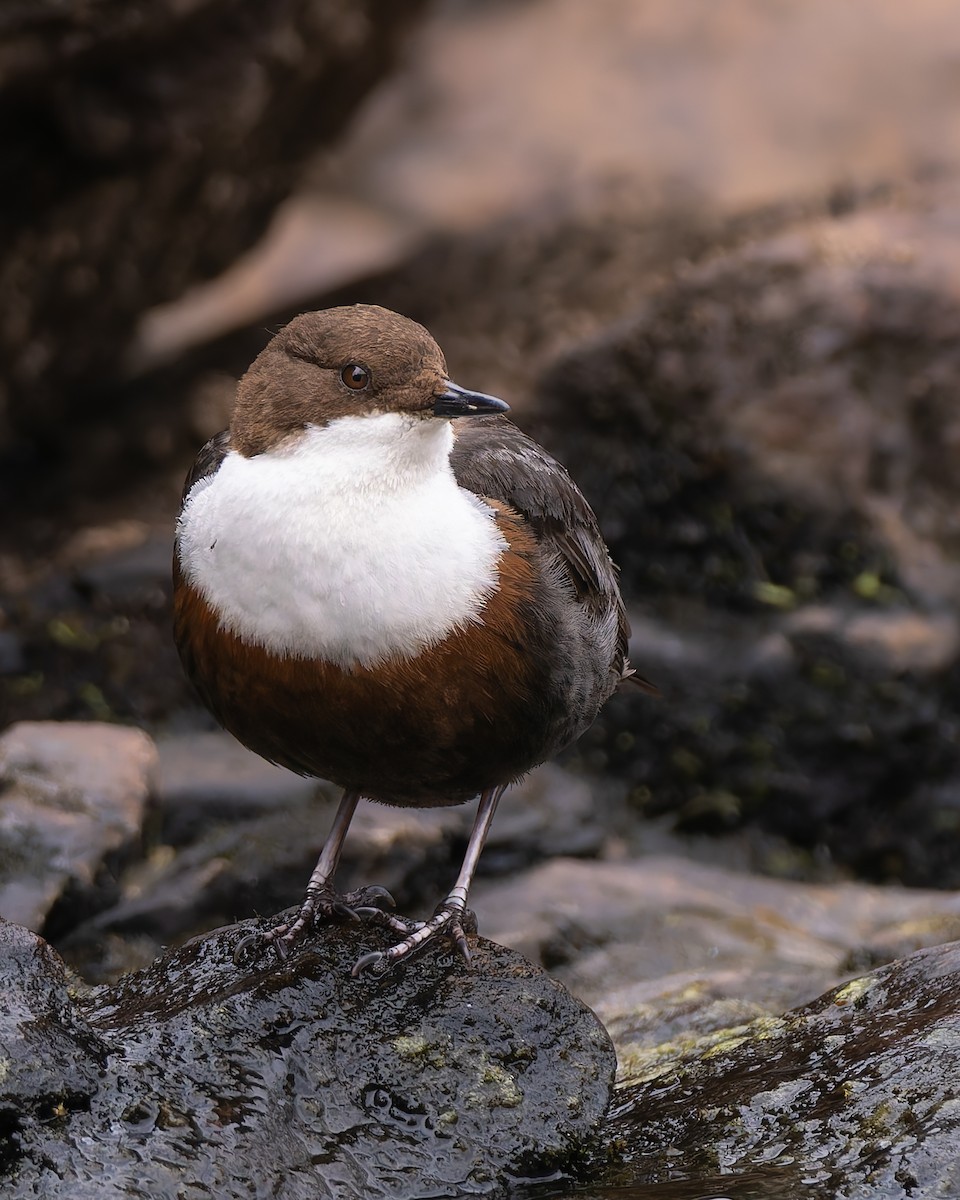 Cincle plongeur - ML646985750