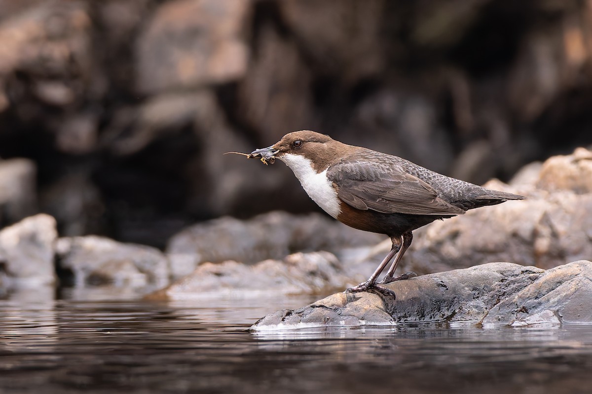 Cincle plongeur - ML646985751