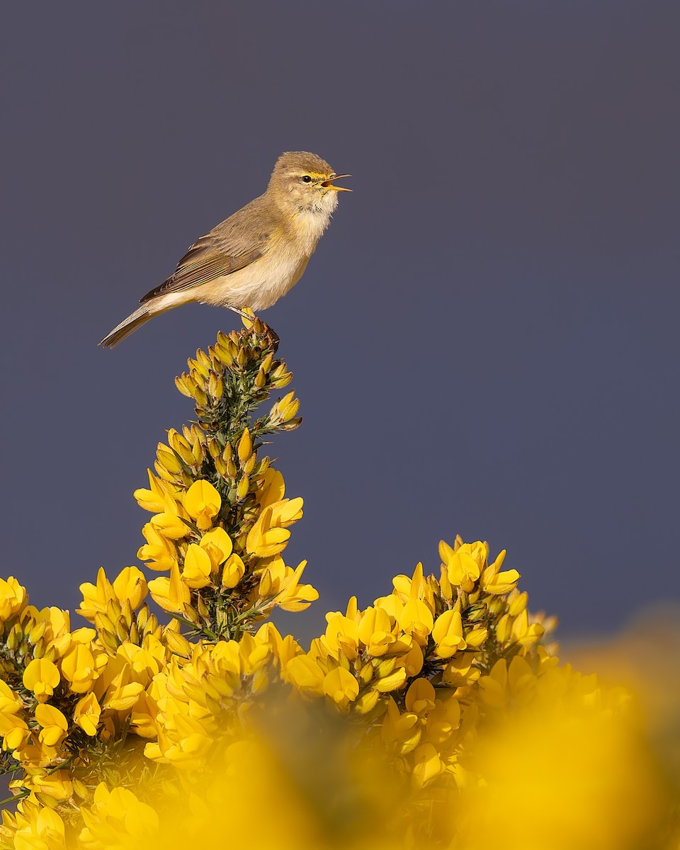 Willow Warbler - ML646985753