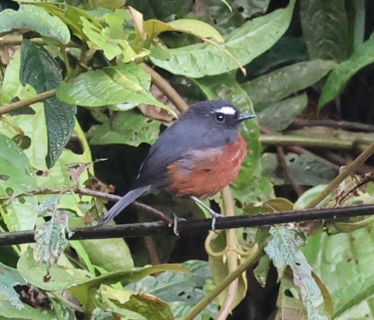 Chestnut-bellied Chat-Tyrant - ML646985756