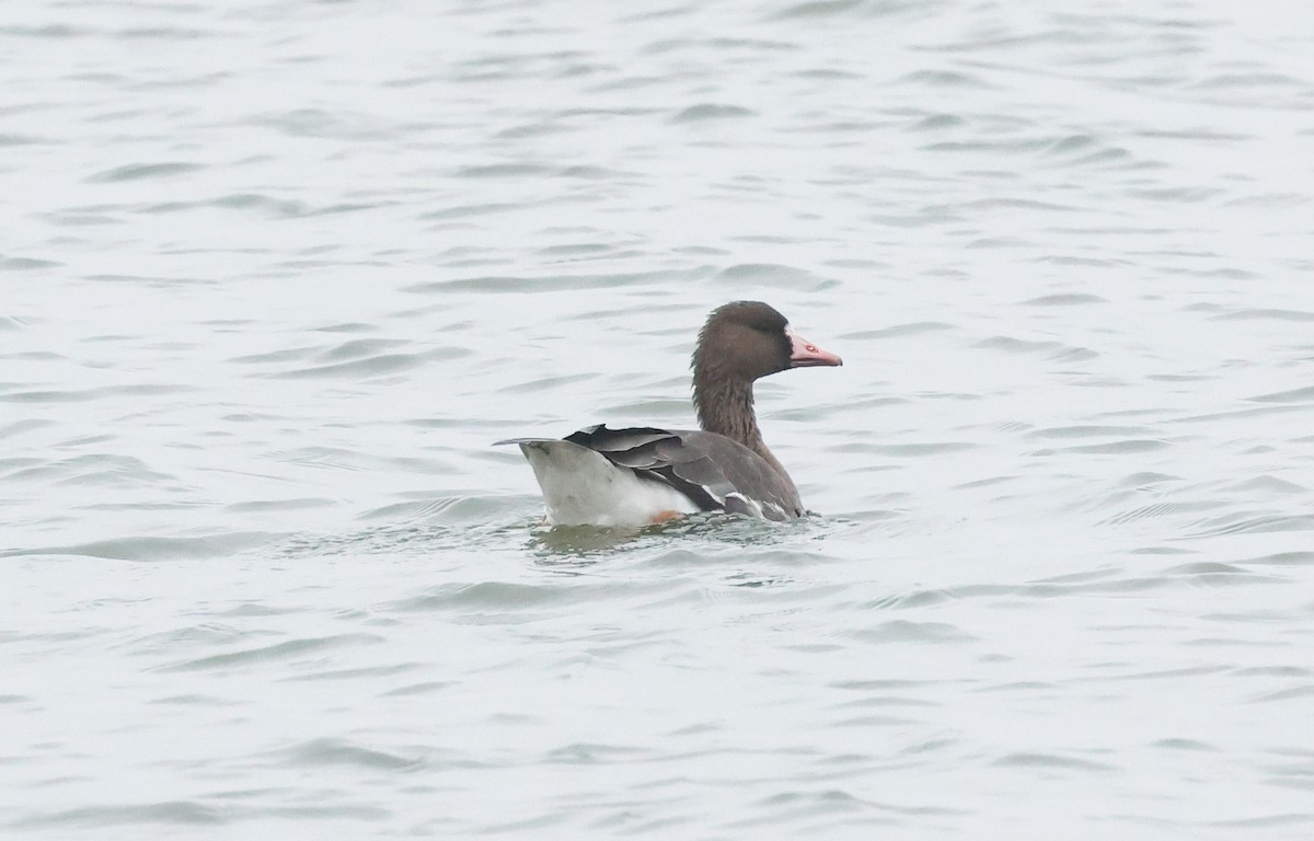 Greater White-fronted Goose (Eurasian) - ML646985758