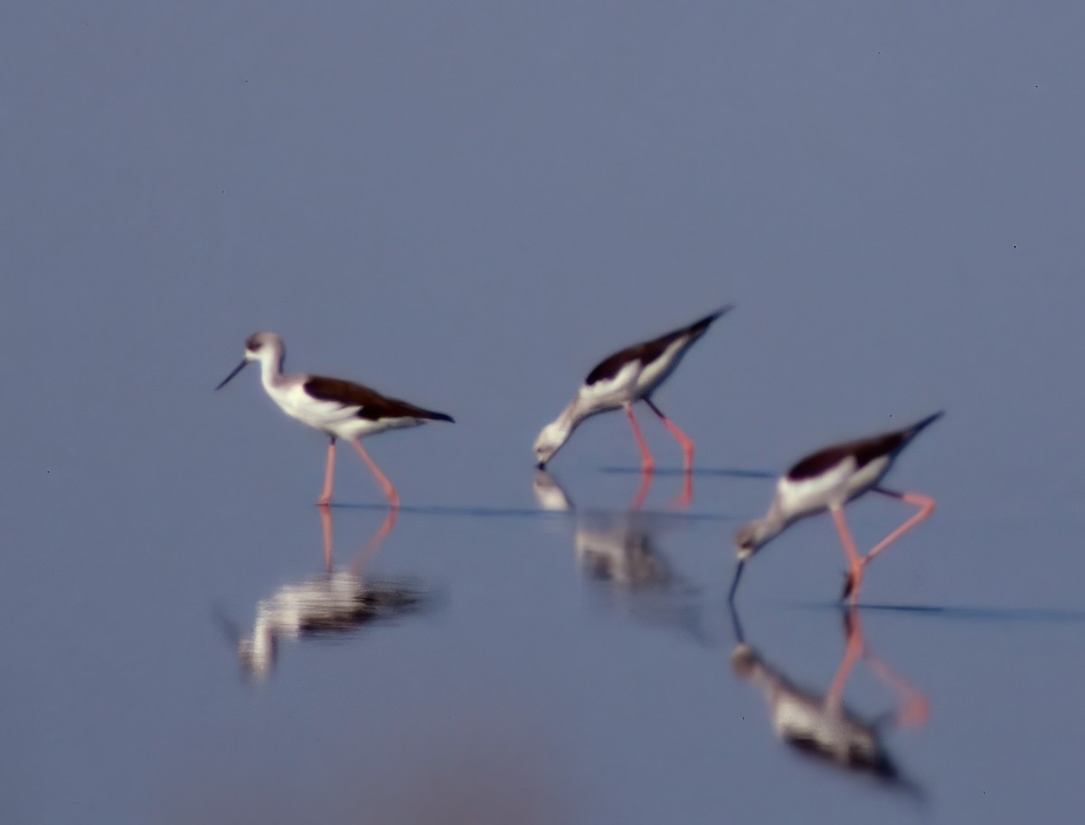 Ходулочник - ML646985760